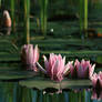 water lily 5