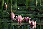 water lily 5