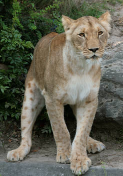 lion 10