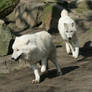 running white wolfes