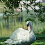 swan 3