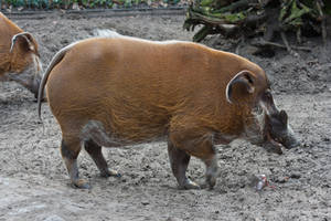 red river hog