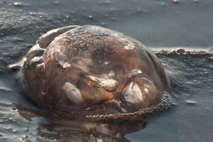 jellyfish