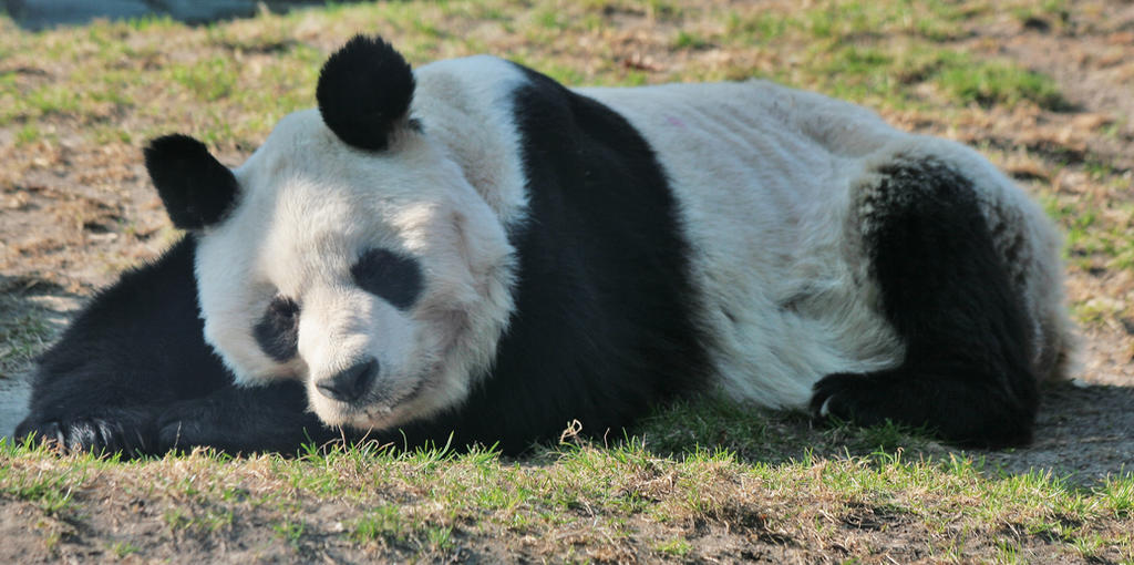 sleeping Panda