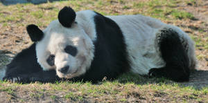 sleeping Panda
