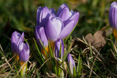 crocus