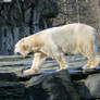 polar bear