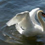 swan dancing