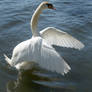 swan dancing 1