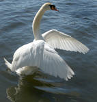 swan dancing 1 by Drezdany-stocks