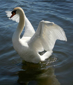 swan dancing 3