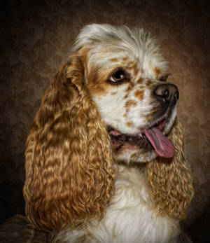 Spaniel by ditney Spaniel by ditney