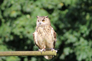 Eagle owl 2 by ditney