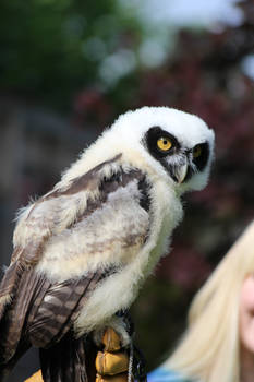 Baby owl