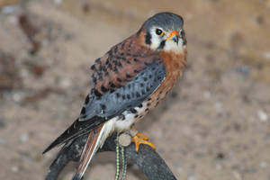 American kestrel by ditney