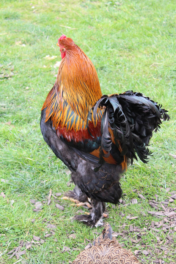 Most Aggressive Cockrell Cockrel 1 by ditney on DeviantArt
