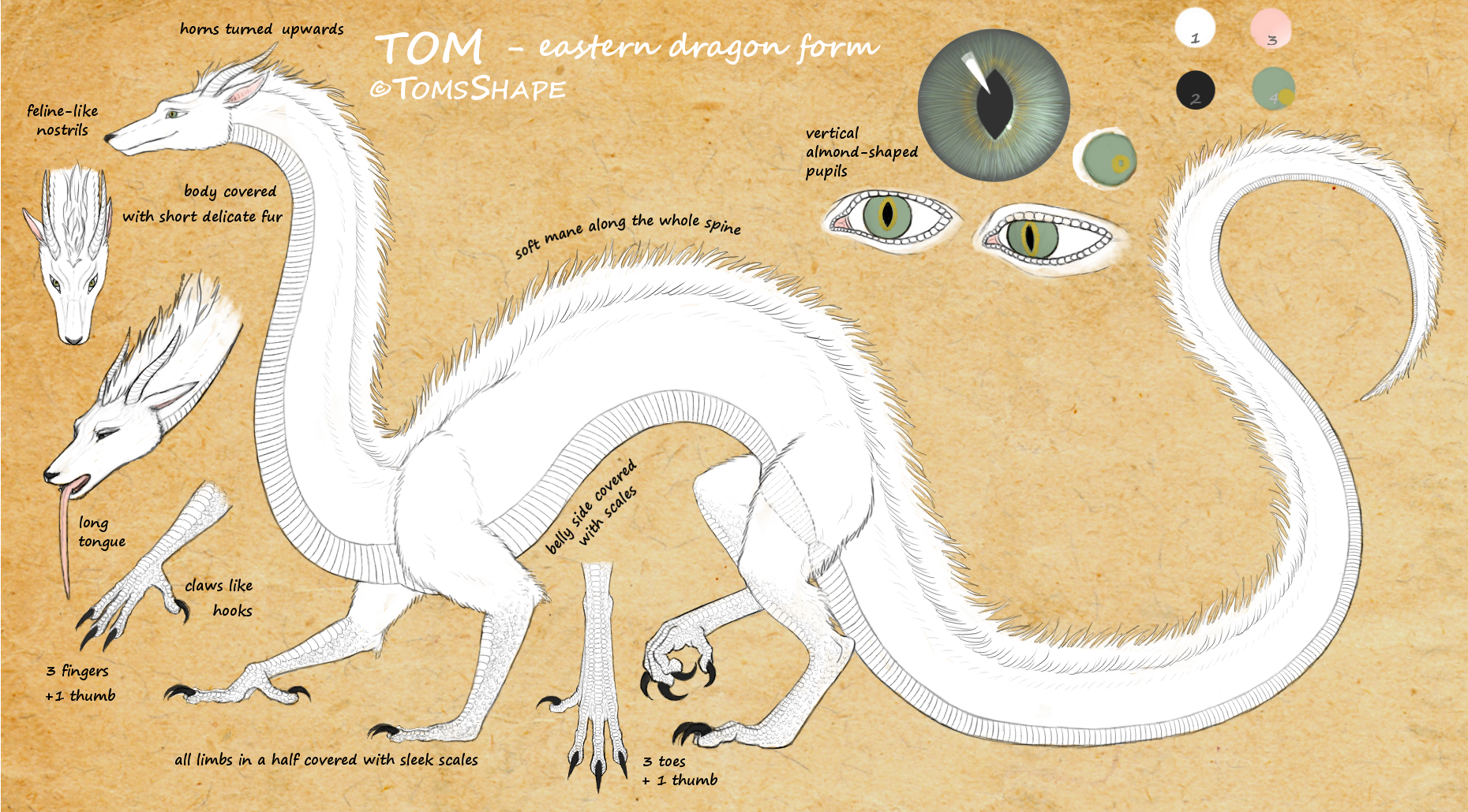 Dragon Reference Guide Tom as eastern dragon - reference by VixenDra on DeviantArt