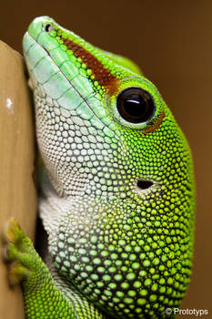 Gecko