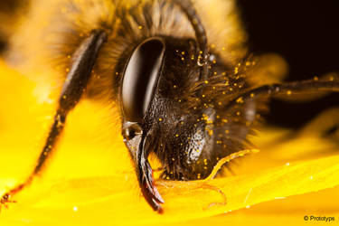 Bee 27