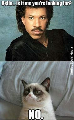 Hello Grumpy Cat Meme by Elizabethjones18 on DeviantArt