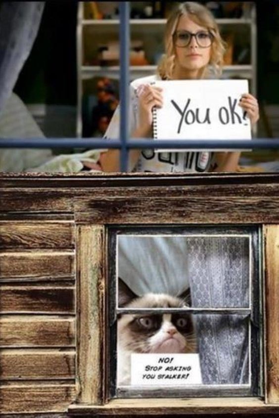 You Belong With Me Grumpy Cat Edition By Elizabethjones18 On Deviantart You Belong With Me Grumpy Cat Edition By Elizabethjones18 On Deviantart