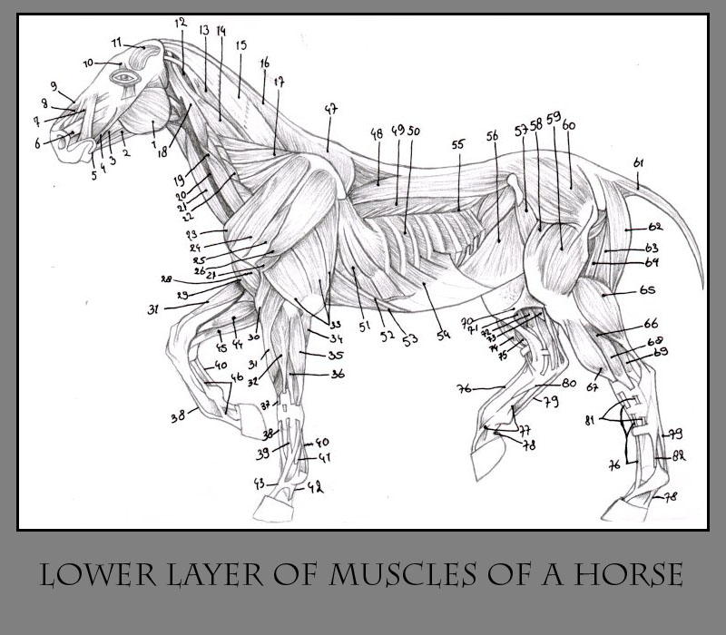 Anatomy of the Horse pt.2