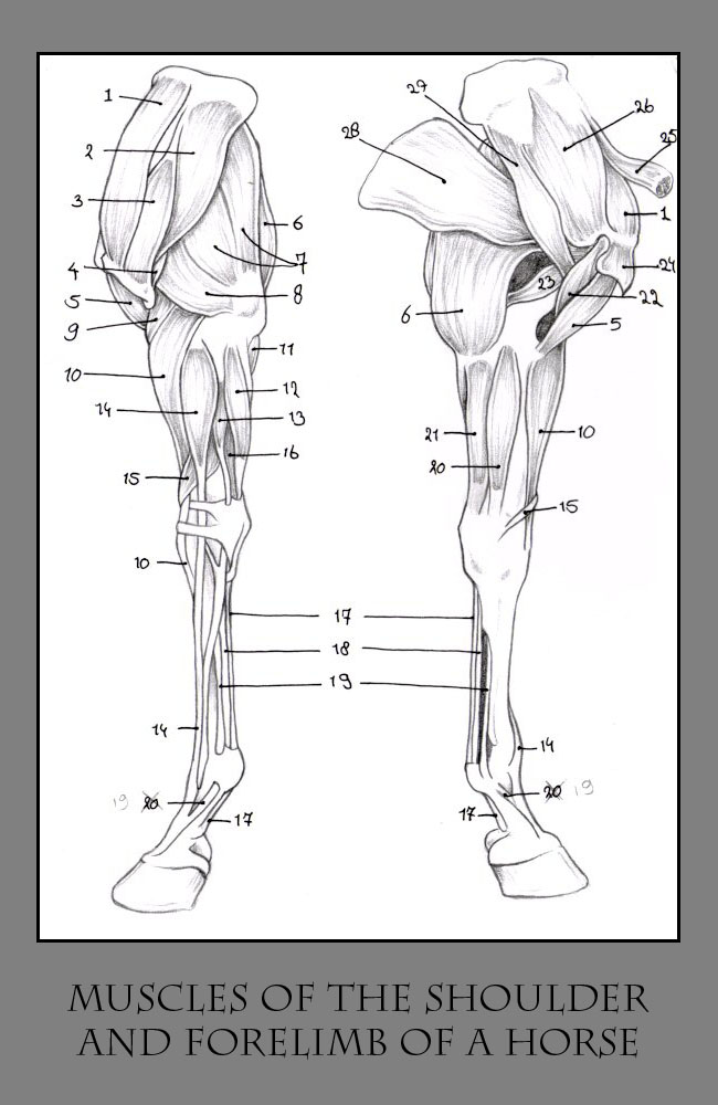 Anatomy of the Horse pt.3