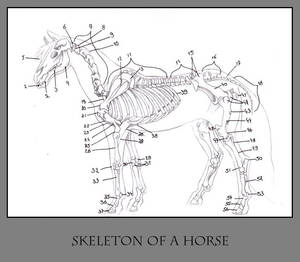 Anatomy of the Horse pt.5, de PretzlCosplay