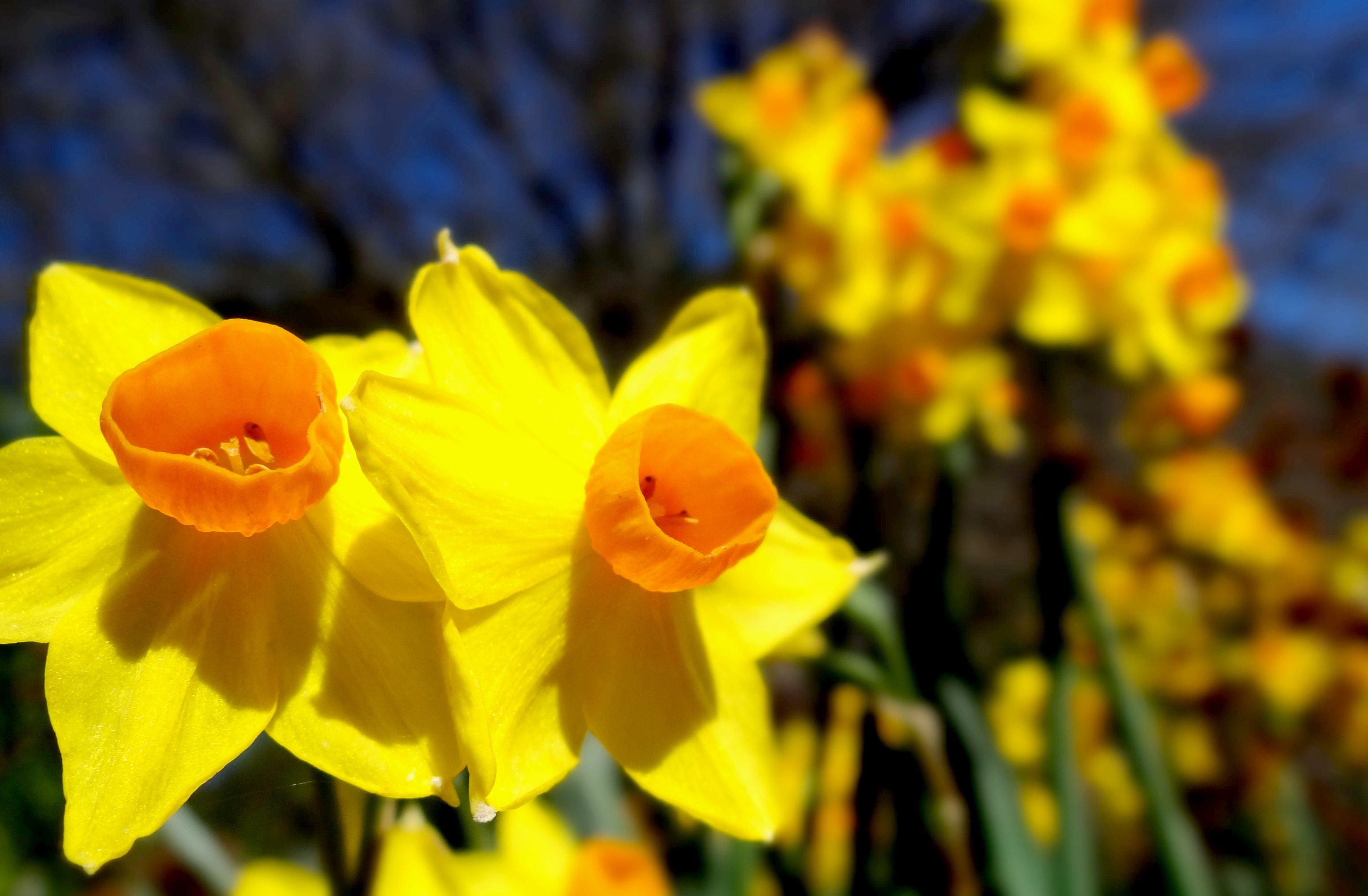 Daffodils