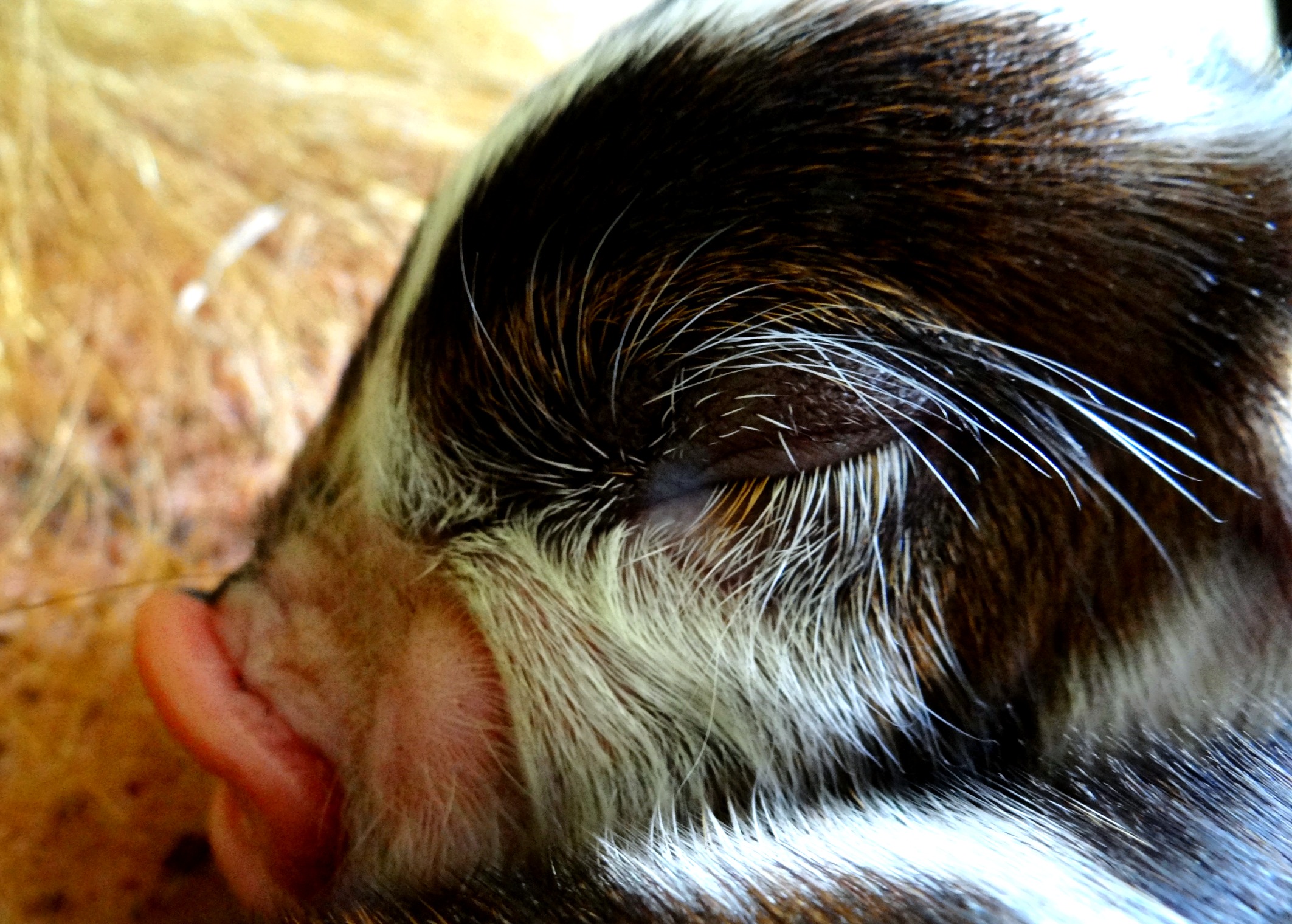 Sleeping Piglet #3