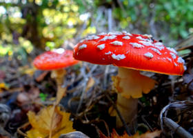 Toadstools #4