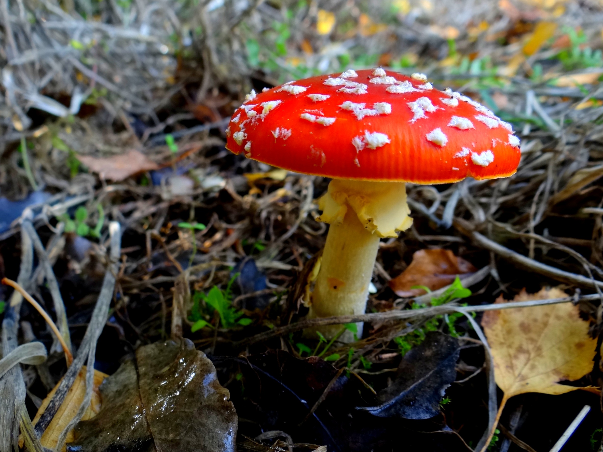 Toadstool