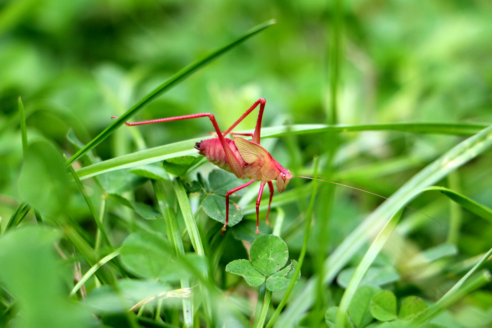 Pink Grasshopper #2