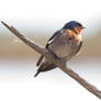 Welcome Swallow
