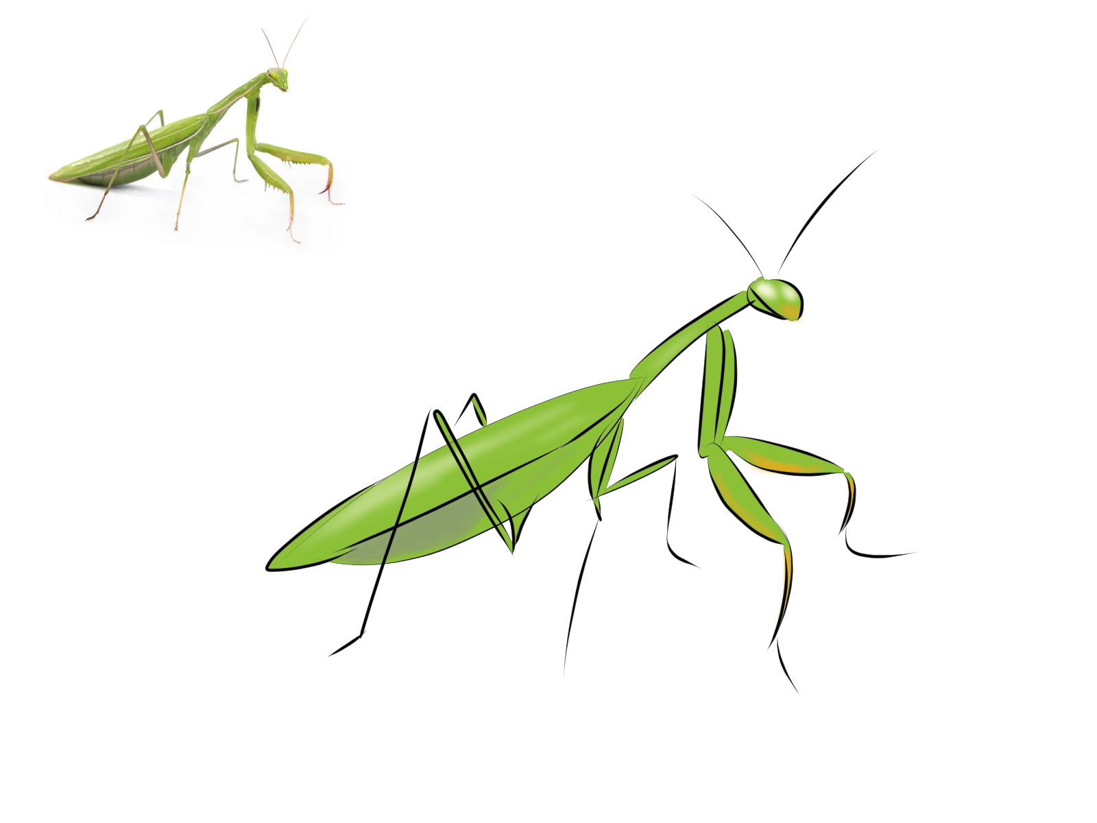 Mants Deviantart Mantis study by sparrowmica on DeviantArt