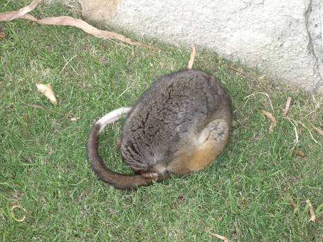 Possum in the Yard