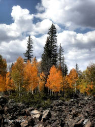 Autumn Trees