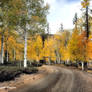 Autumn Road