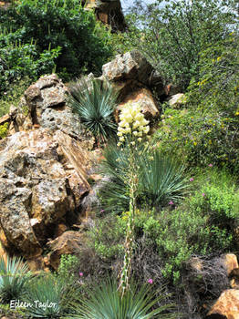 Natural Rock Garden 2