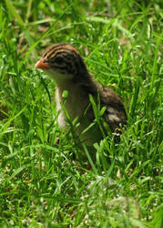 Baby Guinea Fowl