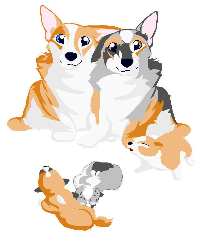 Corgi litter 1