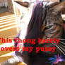Thong cat caption