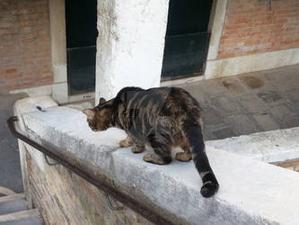 Cat on a Bridge in Venice, Italy