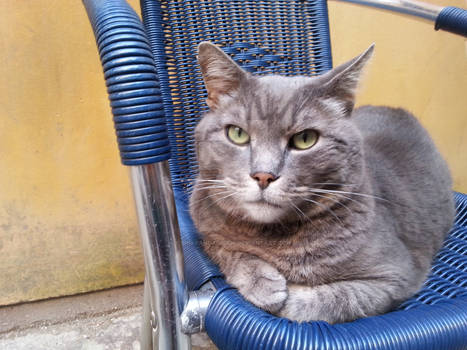 Cat at a Bookstore in Venice, Italy