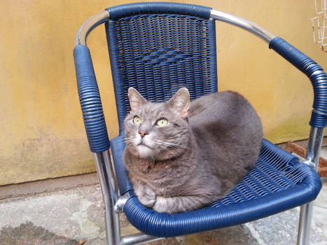 Bookstore Cat 2