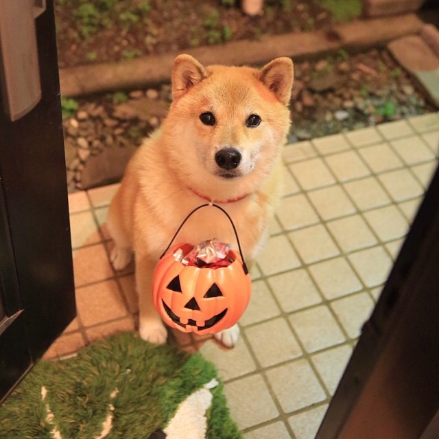 Trick Or Treat