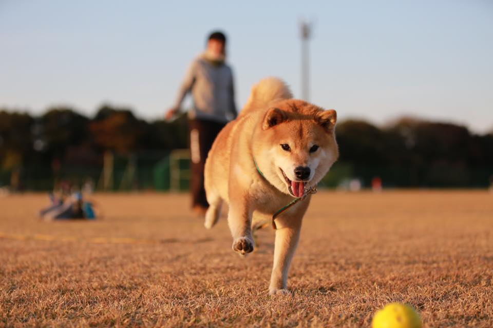 One small step for dog