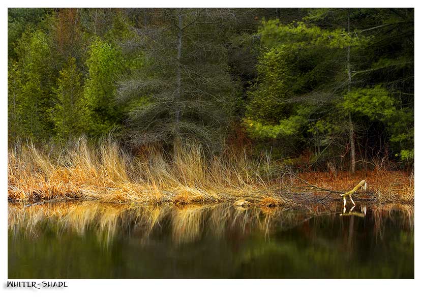 Spring reflection