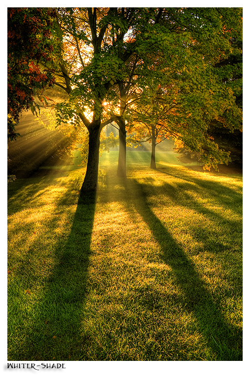 Morning rays