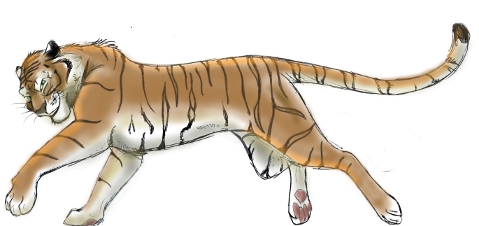 Sumatran tiger